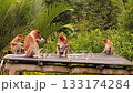 Proboscis Monkeys Nasalis larvatus Feeding on Platform at Labuk Bay Sanctuary, Borneo 133174284