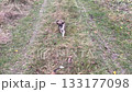 Playful puppies running on rural road 133177098