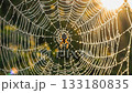 spider on the web 133180835
