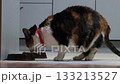 Calico cat eats food from cat bowl in kitchen standing on tile floor. 133213527