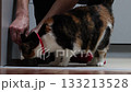 Tricolor cat eats wet food from bowl without waiting for owner to fill it. 133213528