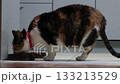 Female calico cat eats food from cat bowl in kitchen standing on tile floor. 133213529