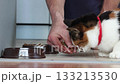 Calico cat with red collar next to human hand holding food close, side view showing feeding moment indoors in simple everyday setting. 133213530