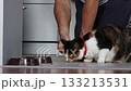 Tricolor cat eats pellets of dry food from floor while owner puts them one by one. 133213531
