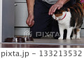 Calico cat with red collar receives food directly from human hand while being gently petted showing simple feeding interaction indoors. 133213532