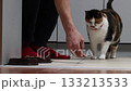 Owner offers hungry cat dry cat food but after sniffing food cat leaves feeding area. 133213533