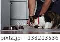 Owner feeds by hand and strokes tricolor cat in kitchen of country house. 133213536