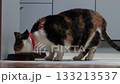 Cat bowl filled with wet food, tricolor cat eats with appetite. 133213537