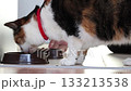 Calico cat with red collar eating from food bowl on floor indoors near hand of person showing moment of everyday home feeding scene. 133213538