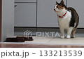 Cat watches dry food bowl from distance but does not approach it and sits waiting for different food. 133213539