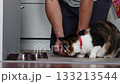 Owner puts in front of tricolor cat pellets of dry cat food because cat finds it easier to eat from floor than from bowl. 133213544