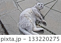 A silver shaded British Shorthair cat lying on outdoor paving tiles, relaxing and looking around. Calm domestic pet behavior in a natural outdoor setting. Real-time handheld footage. 133220275