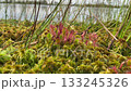 Sundew reveals its delicate glistening traps in a quiet bog, selective focus. Concept of carnivorous plant, ingenious adaptations of nature 133245326