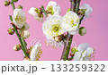 白い梅の花が開花しているピンク背景4Kタイムラプス動画 白い梅の花が開花しているピンク背景4Kタイムラプス動画 133259322