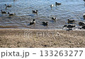Lake Inawashiro - Scenery with ducks 133263277