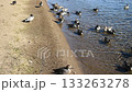 猪苗代湖　鴨がいる風景 133263278