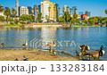 MacArthur Park Lake Reflection, Los Angeles, Clear Sky, Time Lapse, Waterfowl, Fixed Point, Medium, 19s (4K) 133283184