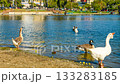 MacArthur Park Lake Reflections, Los Angeles, Clear Sky, Time Lapse, Waterfowl, Zoom Out, Middle, 19s (HD) 133283185