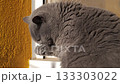 A fluffy gray British Shorthair cat grooming itself. The cat has a round face and dense fur, sitting near a window with a yellow wall in the background. 133303022