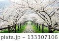 Rural path lined with trees with white flowers blooming 133307106