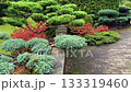 A professionally landscaped garden featuring clipped, trained juniper shrubs and trees alongside a brick walkway, with accents of Azalea Japanese Geisha Red showing vivid autumn red foliage. High 133319460