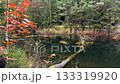 An atmospheric view of a dark, tranquil forest pond in autumn, featuring vibrant orange leaves and submerged logs. High quality 4k footage 133319920