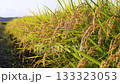 Rice ears swaying in the wind during harvest season. Variety: Tsuyahime 133323053