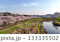 Cherry blossoms along the Tsurumi River│Soft spring sunlight│Blue sky and white clouds 133335502
