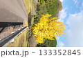 Yellow autumn leaves of ginkgo trees under a blue sky Vertical video 133352845