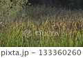 Wetland Reeds and Grasses Swaying in Soft Sunlight 133360260