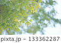 緑から黄色へ色付くイチョウの葉っぱ 133362287