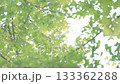 緑から黄色へ色付くイチョウの葉っぱ 133362288