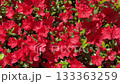An intense, full-frame close-up of a dense wall of bright red azalea flowers, creating a vibrant natural floral background or colorful texture for design. 133363259