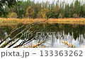 A fallen tree dips into a calm, reflective forest pond, framed by yellow autumn leaves, golden reeds, and a dense mixed evergreen and deciduous backdrop. 133363262