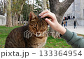 Street cat squints with pleasure as a gentle hand strokes its head, selective focus. Tender moment of the quiet joy of connection between human and animal 133364954