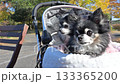 兩隻吉娃娃坐在寵物車裡,欣賞秋葉 兩隻吉娃娃坐在寵物車裡,欣賞秋葉 133365200