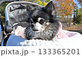 兩隻吉娃娃坐在寵物車裡,欣賞秋葉 兩隻吉娃娃坐在寵物車裡,欣賞秋葉 133365201