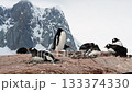 Gentoo Penguins on nest in Antarctica 133374330