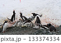 Gentoo Penguins on nest in Antarctica 133374334