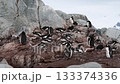 Gentoo Penguins on nest in Antarctica 133374336