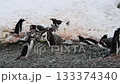 Gentoo Penguins on nest in Antarctica 133374340