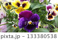 beautiful blossom of  deep purple and yellow  sort  violet  133380538