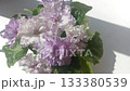 beautiful blossom of violet african violet (senpolia) home domestic flower at white background 133380539