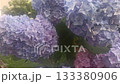 beautiful blossom of pink-blue-lilac hydrangea blossoming in garden at cloudy day. 133380906