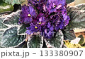 beautiful blossom of deep purple sort african violet (senpolia) home domestic flower 133380907