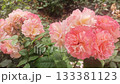 stunning aromatic soft pink-apricot roses flowers blossoming in garden. close up.  133381123