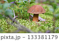 edible wild noble  boletus mushroom growth in pine forest. close up around green moss. macro  133381179