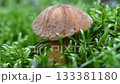 edible wild noble  boletus mushroom growth in pine forest. close up around green moss. macro  133381180