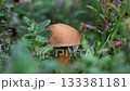 edible wild noble  boletus mushroom growth in pine forest. close up around green moss. macro  133381181