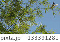 Vibrant green bamboo leaves basking in the sunlight create a serene atmosphere 133391281